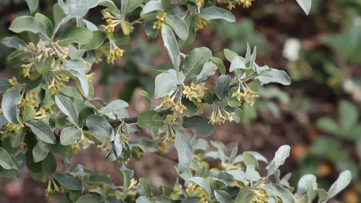 Elaeagnus umbellata Pointilla® Sweet'N'Sour'®