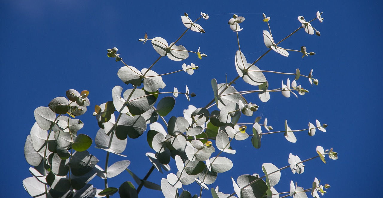 Eucalyptus rustique pulverulenta