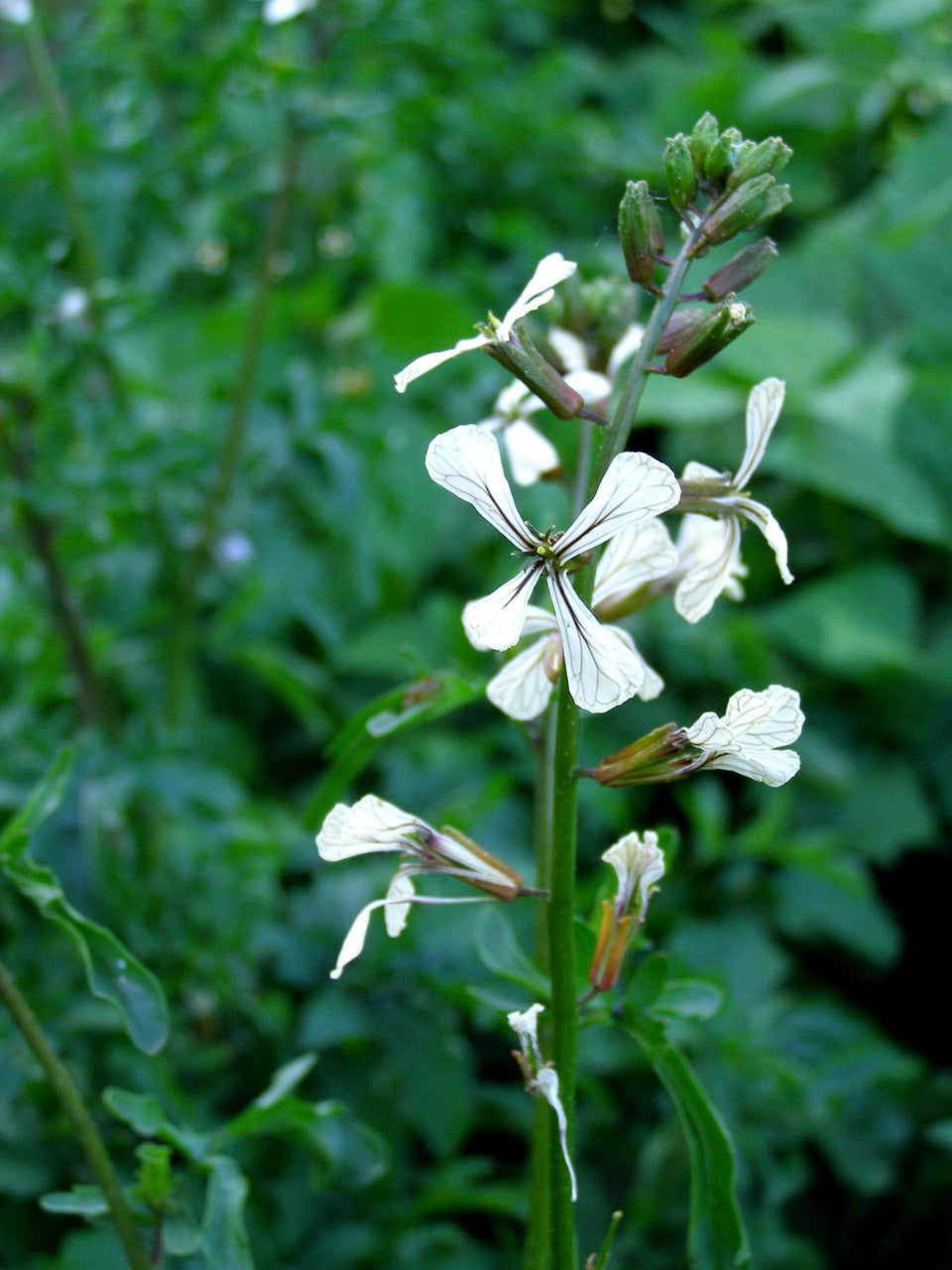 Roquette (Eruca sativa)