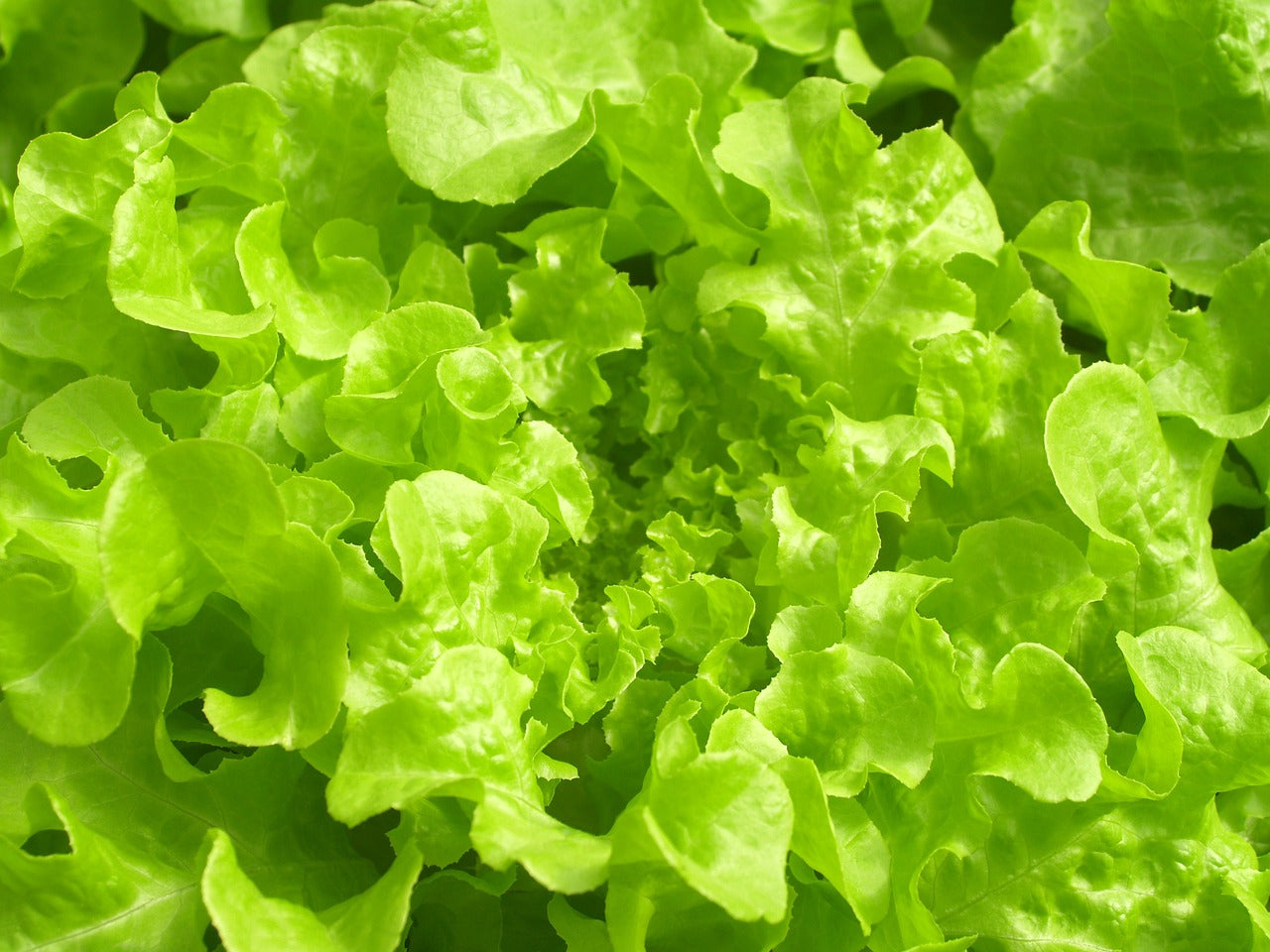 Salade dorée de printemps (Lactuca sativa)
