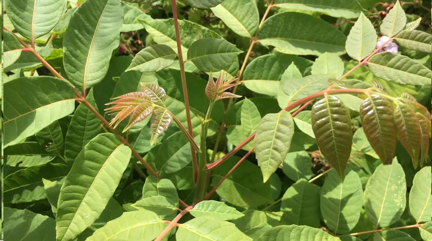 Arbre à salade / Acajou de chine (Toona Sinensis)