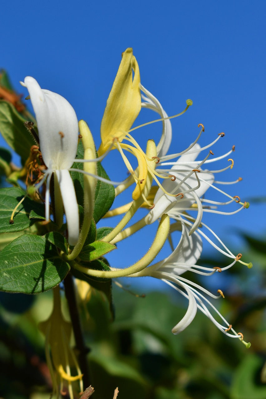Chévrefeuille d'hiver