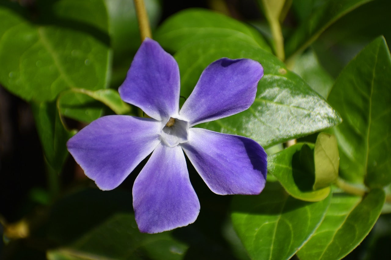 Pervenche (Vinca major)