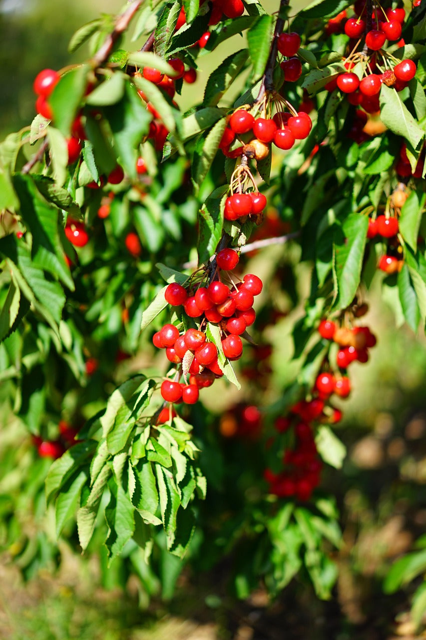 Cerisier ‘Auvergnate’ (Allier)