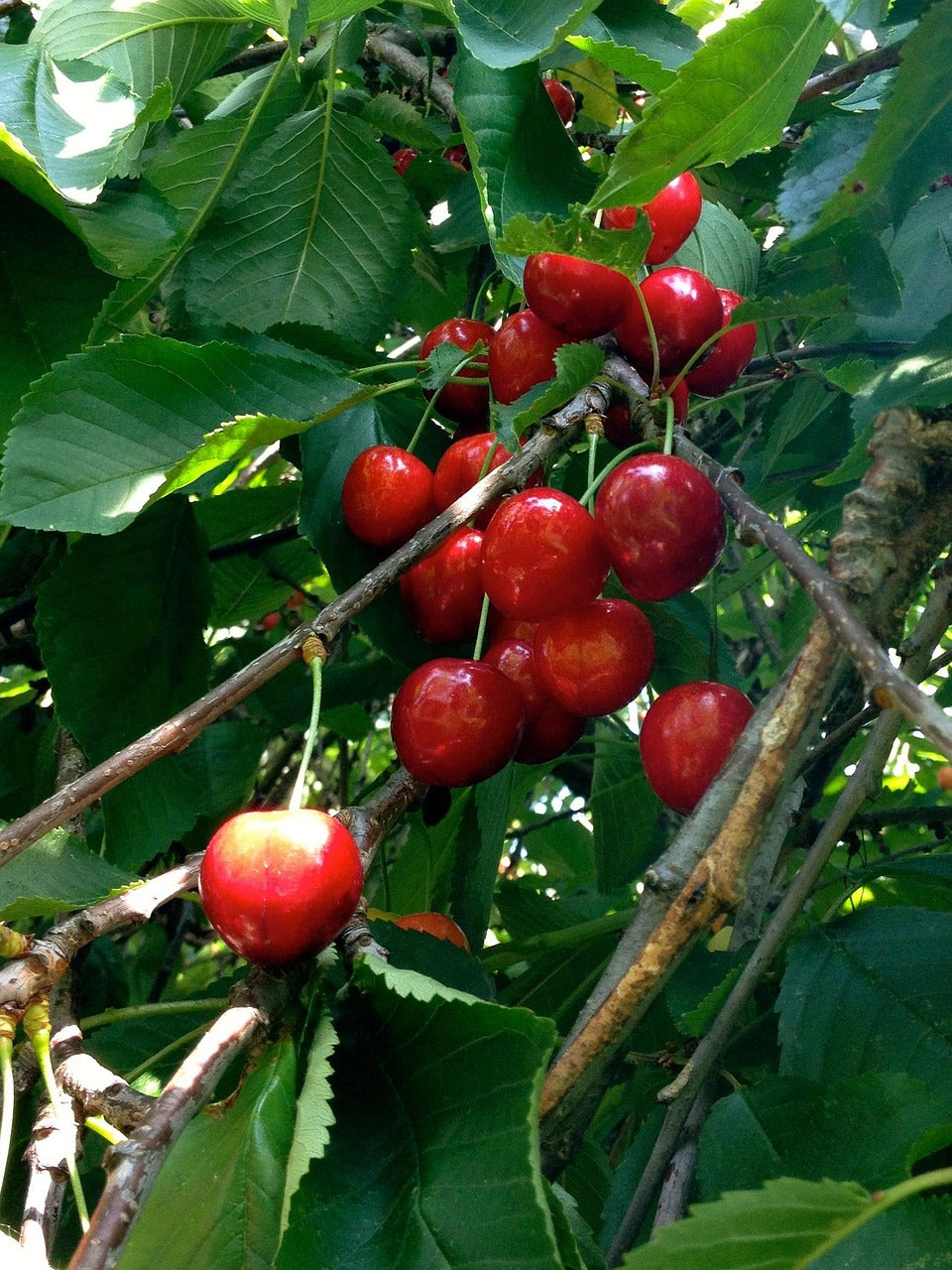 Cerisier 'Siestronka' (climat froid)