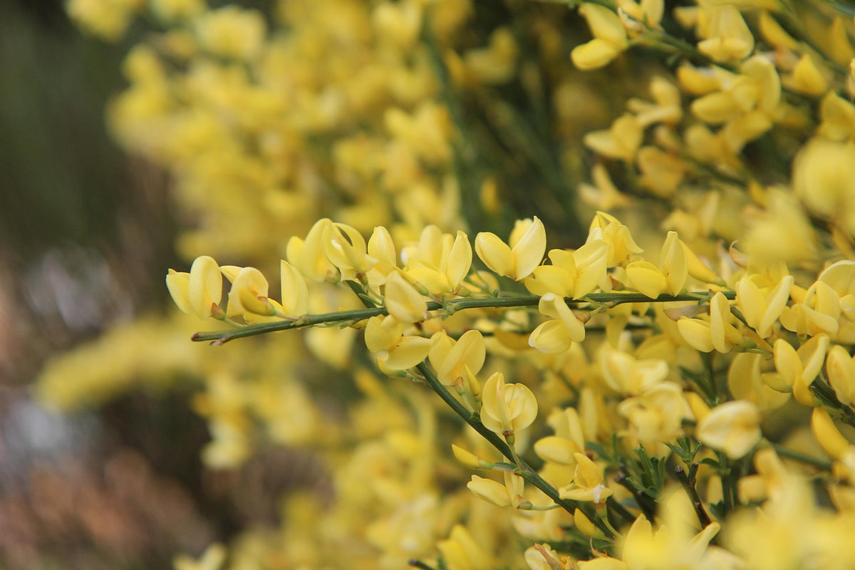 Genêt à balais (Cytisus scoparius)