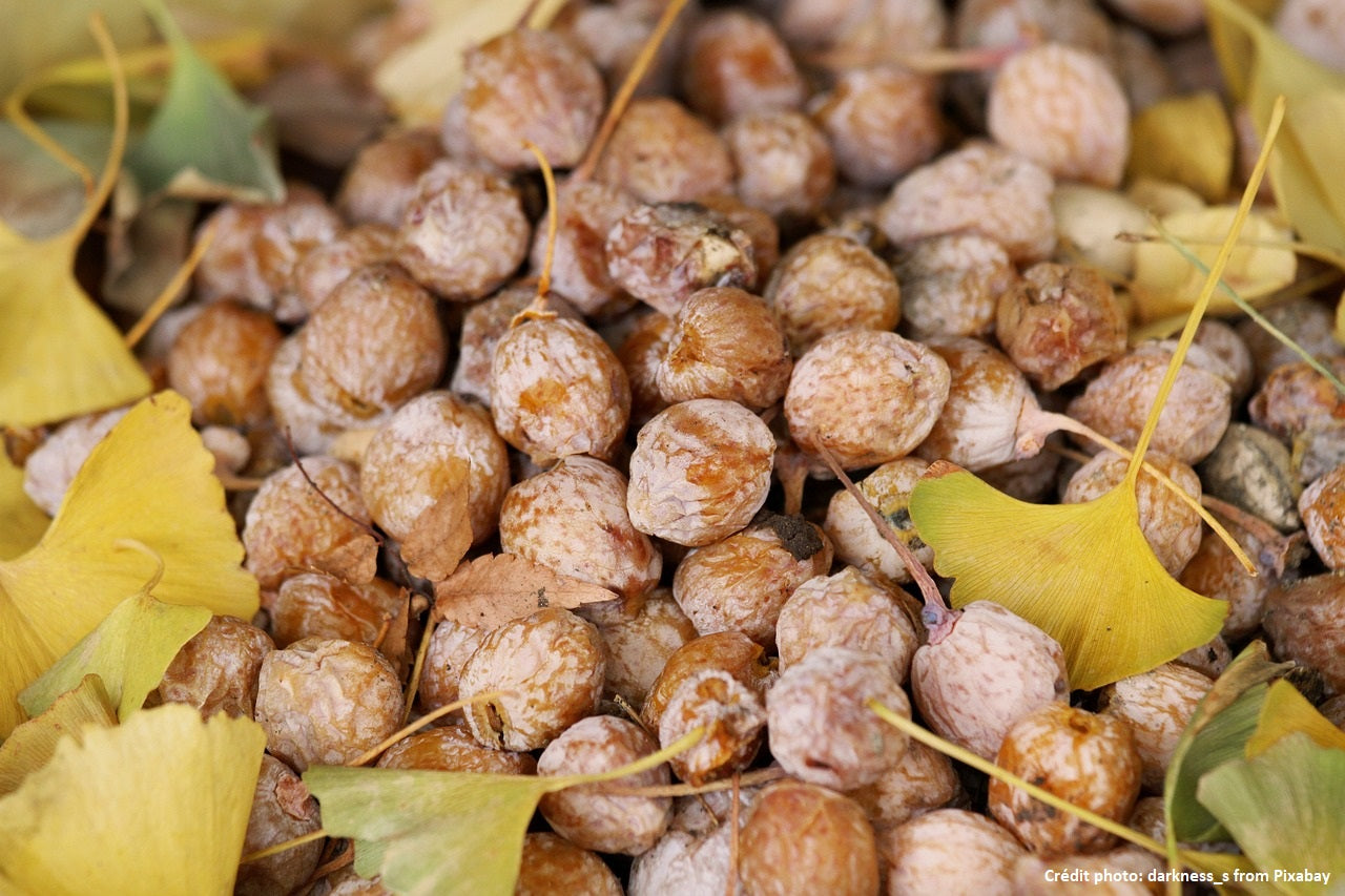 Ginkgo Biloba "Menhir"