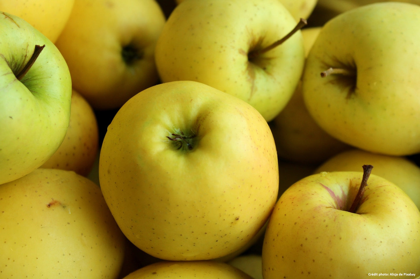 Pommier sur M26 "Golden"