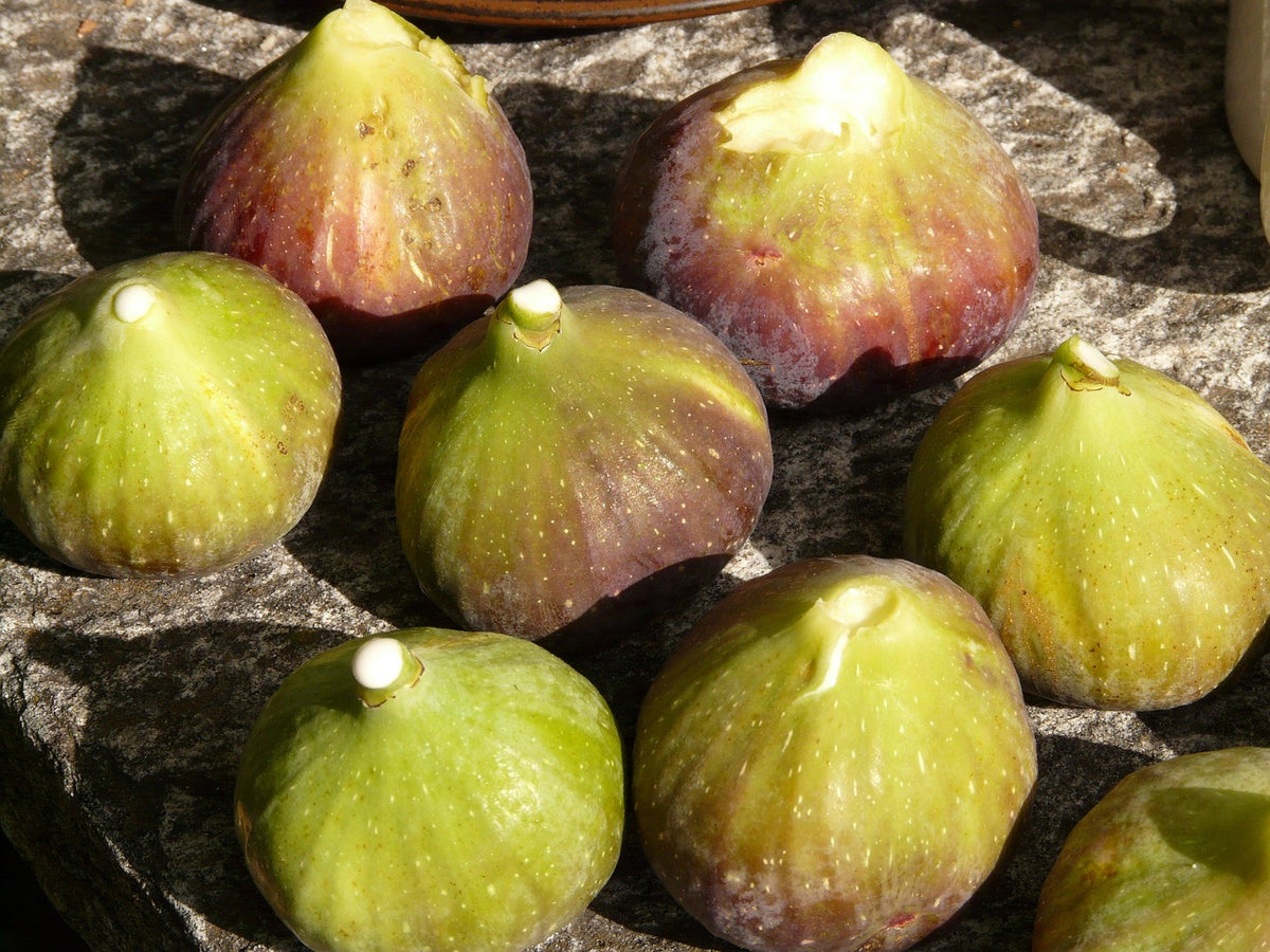 Figuier 'goutte d'or' (Ficus carica) compact (2 à 3m)