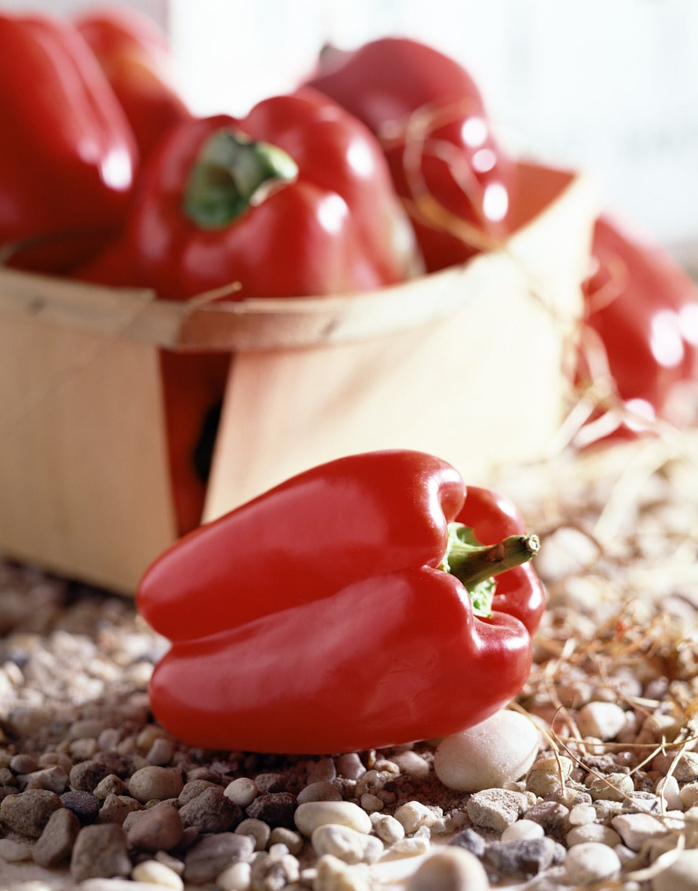 Poivron rouge "doux d'espagne"