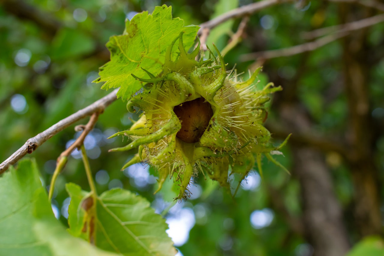Noisetier de Byzance (Corylus Colurna)