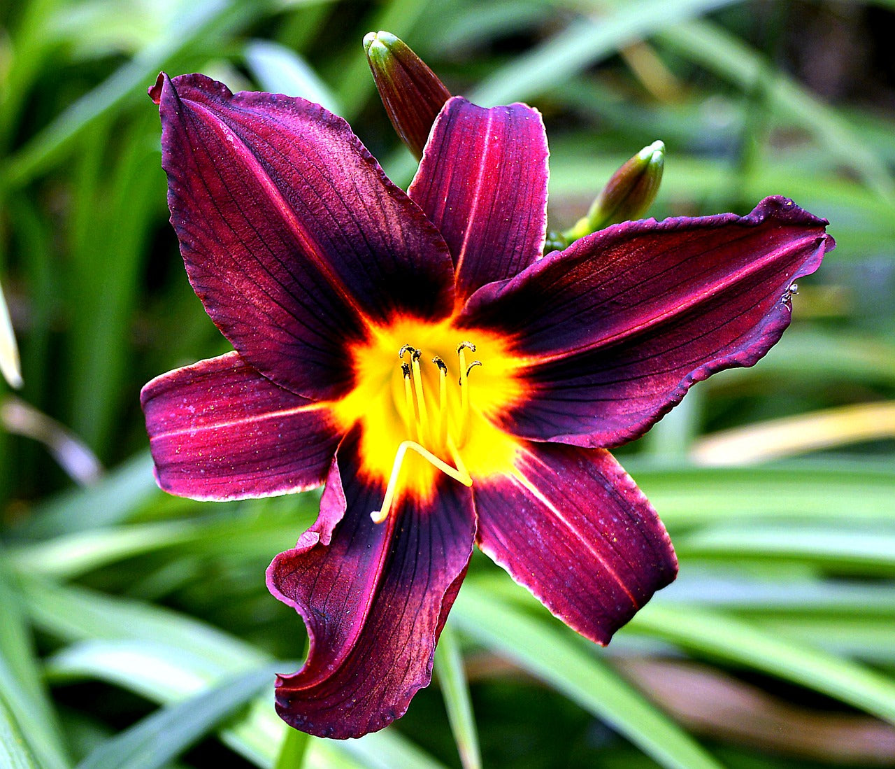 hémérocalle "Amercian revolution" (Hemerocallis)