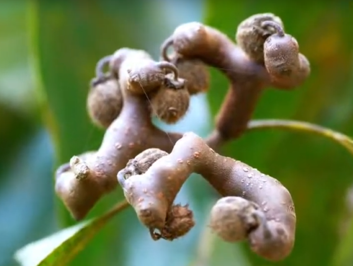 Raisinier de Chine (Hoevenia dulcis)