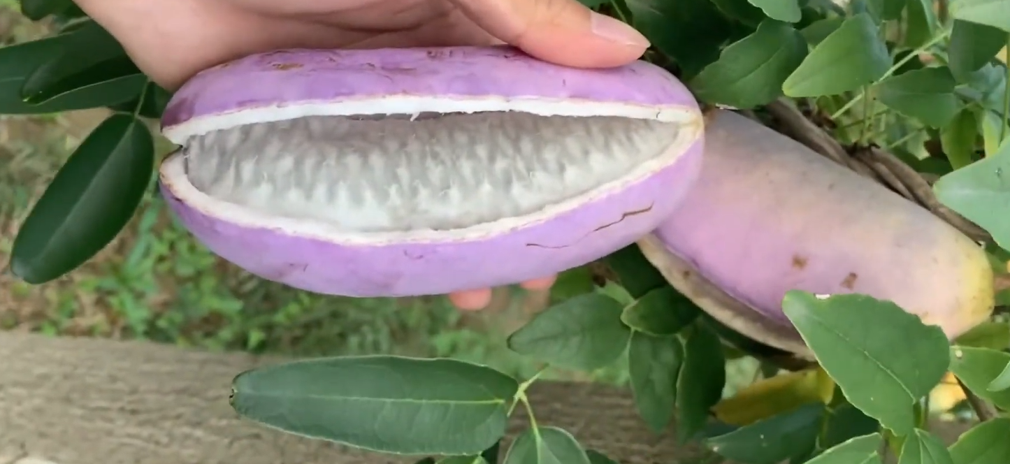 Holboellia Latifolia // Goufla