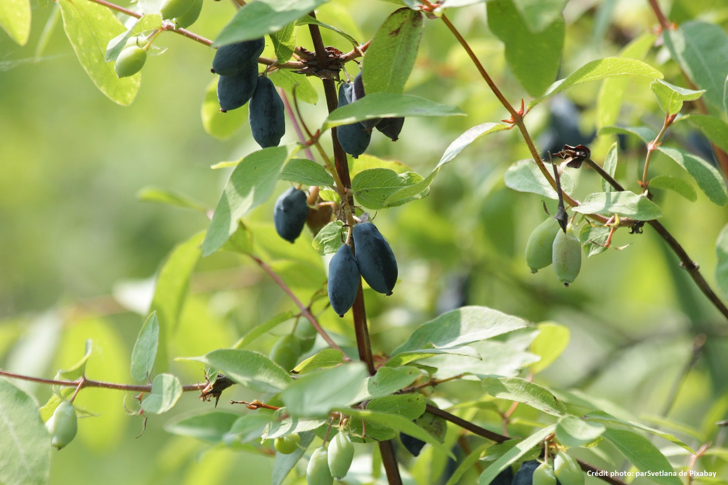 Baie de Mai "Nimfa" // Camerisier de sibérie (lonicera kamtschatica)