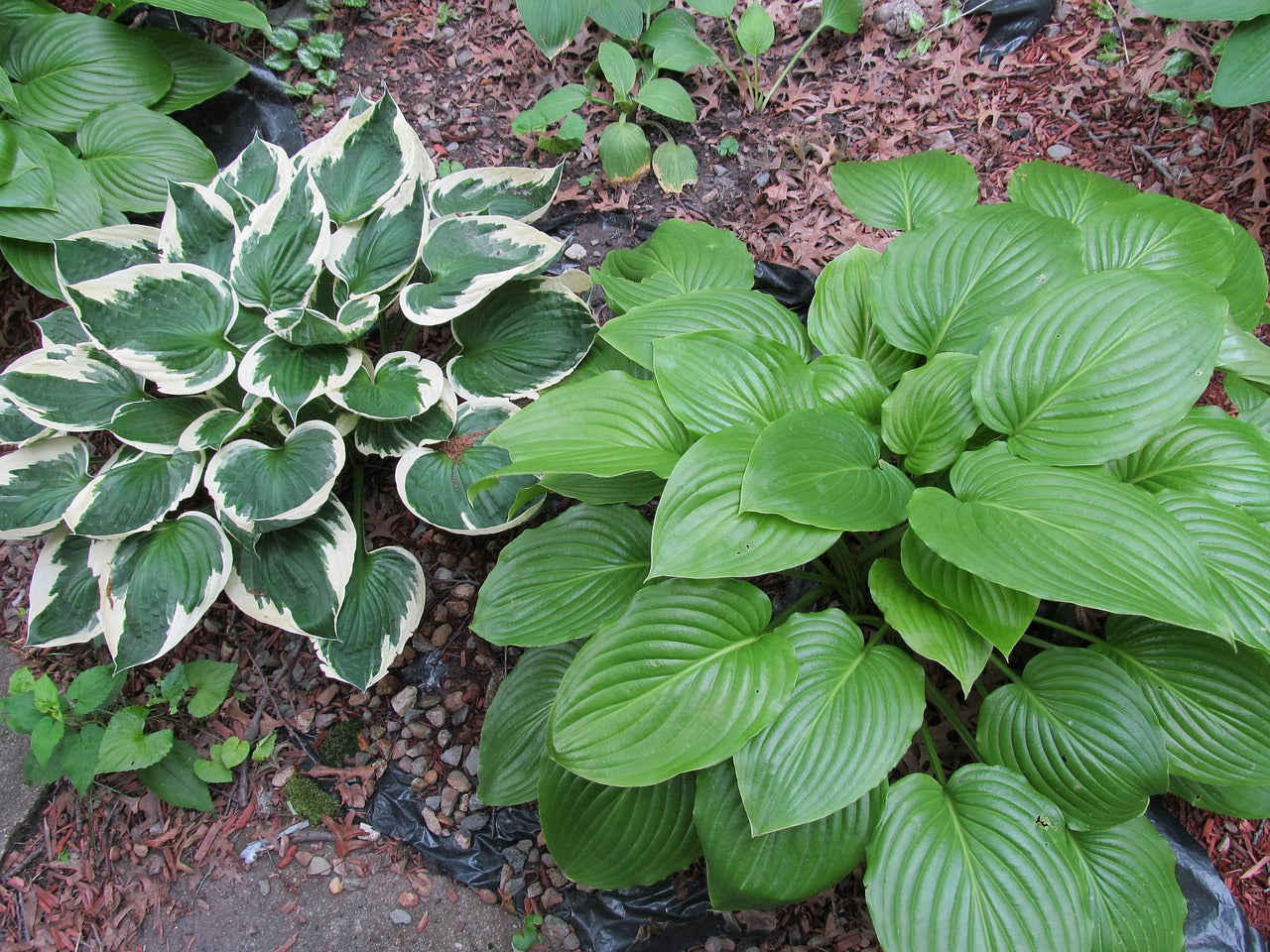 Hosta "Krosa regal"