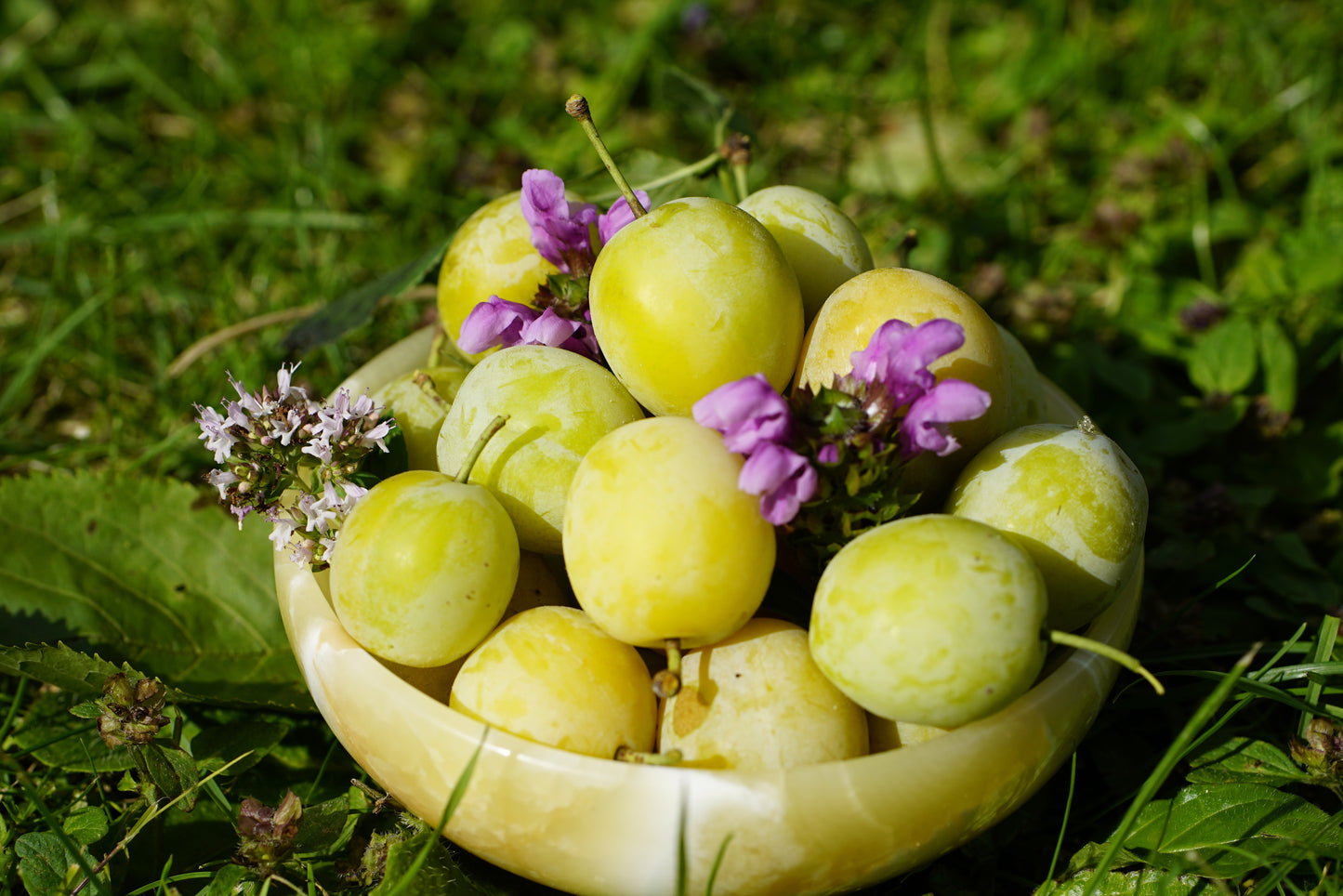 Pluot "Flavor queen" (croisement abricot x prune)