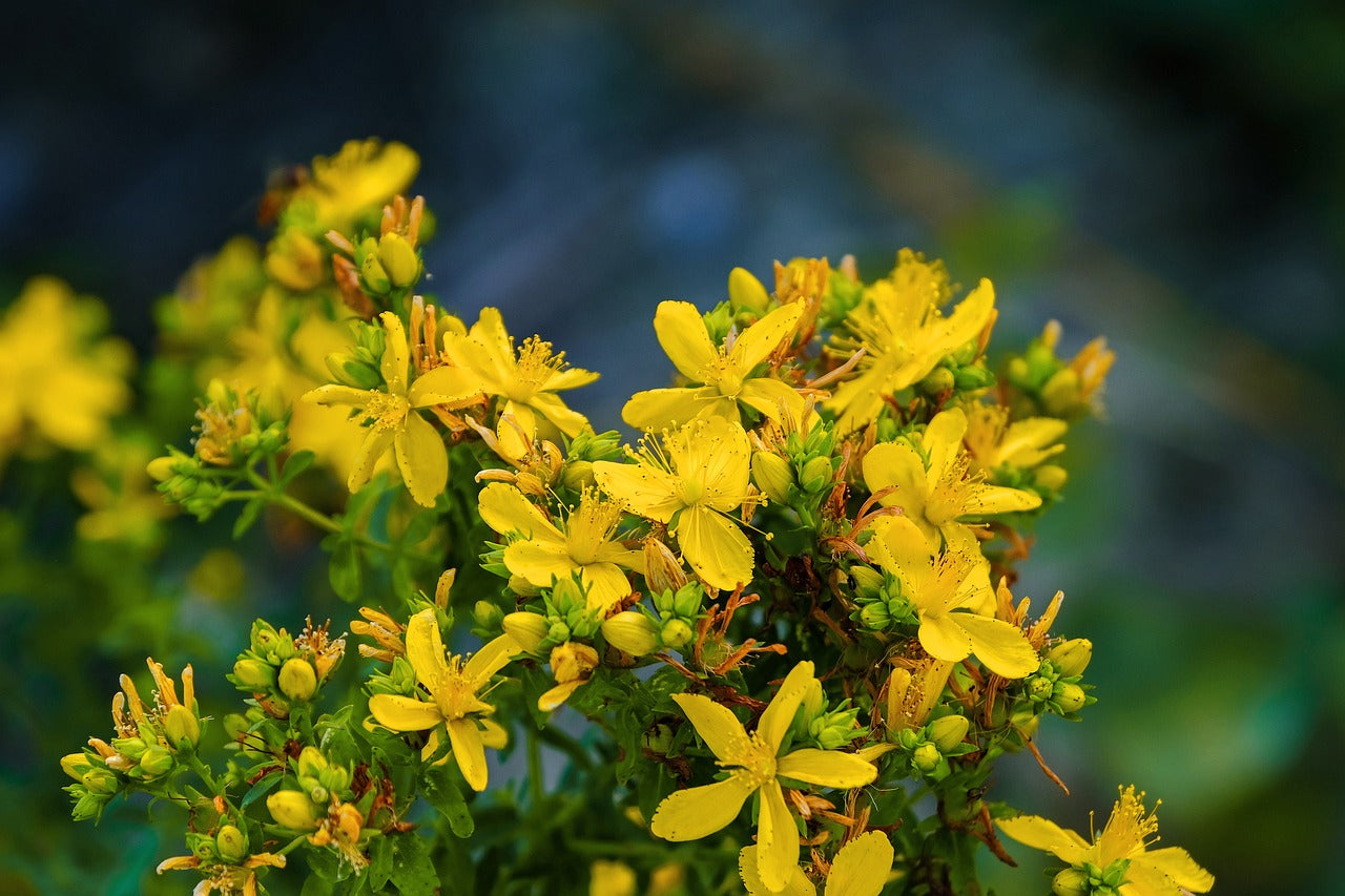 Millepertuis (Hypericum perforatum)