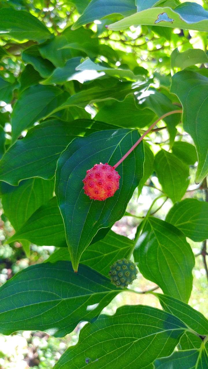 Cornouiller du japon (Cornus kousa)