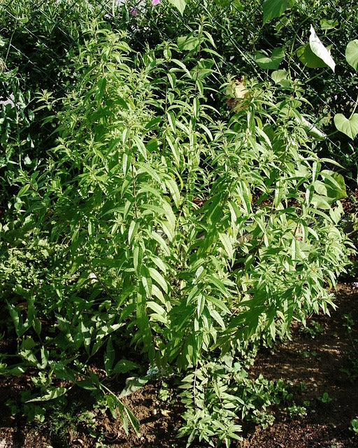 Verveine citronelle (Aloysia citrodora)