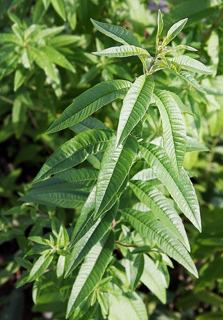 Verveine citronelle (Aloysia citrodora)