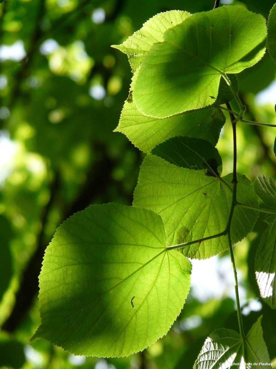 Tilleul à feuille de coeur (Tilia cordata)