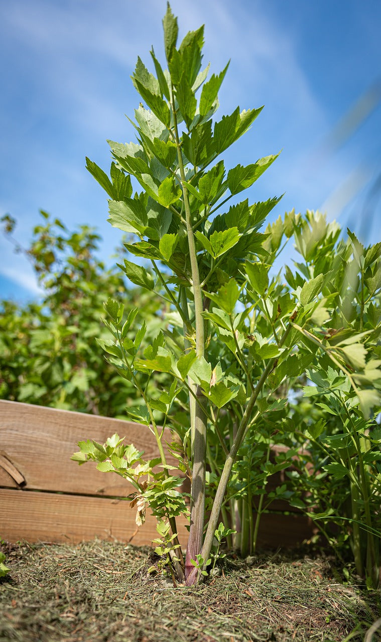 Livèche // Ache des montagnes // Céléri perpétuel (Levisticum officinale)