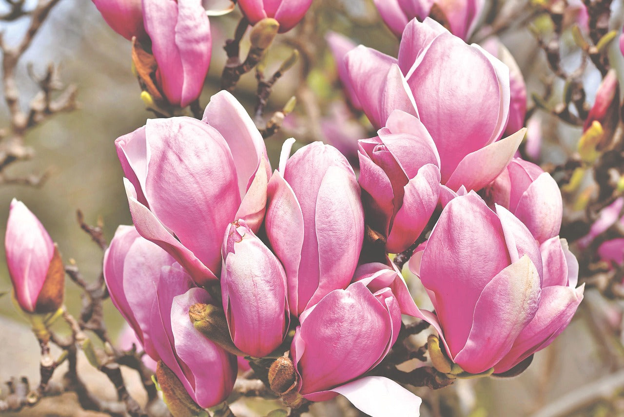 Magnolia "rubra" (magnolia solangeana)