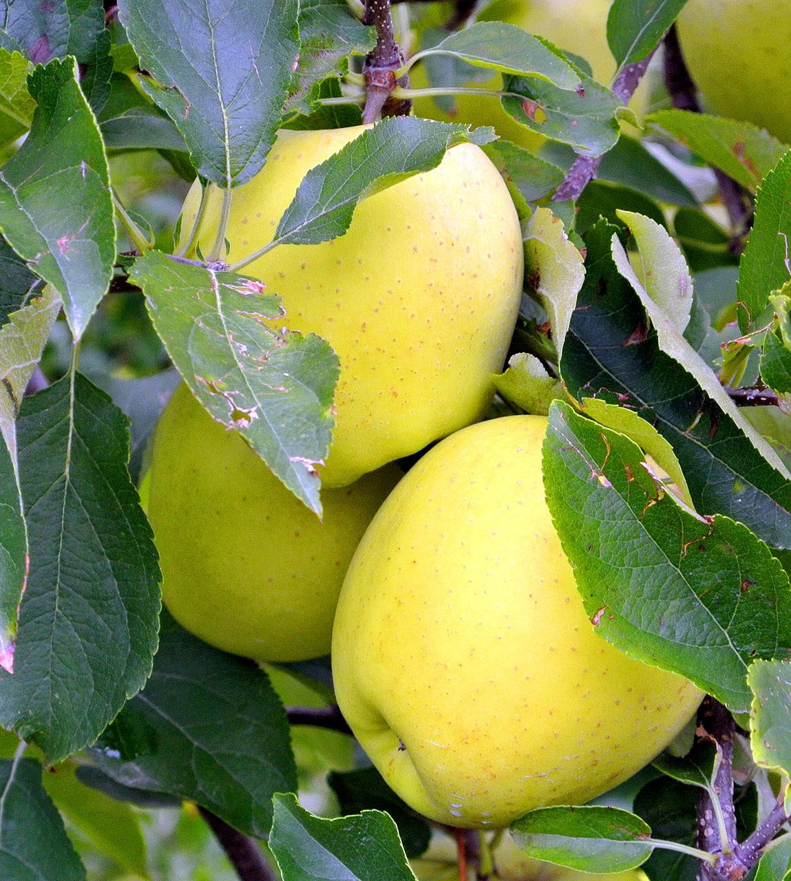 Pommier 'Gold rush'