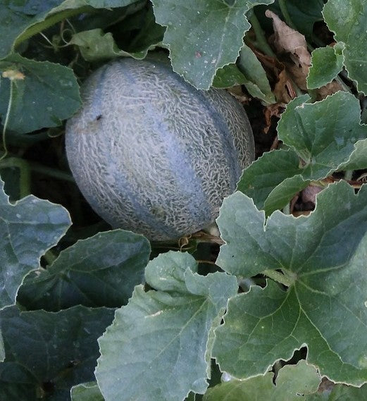 Melon petit gris de Rennes