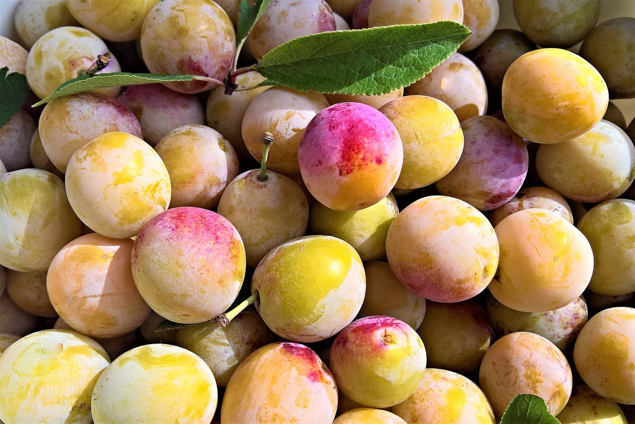 Prunier "mirabelle de juillet"
