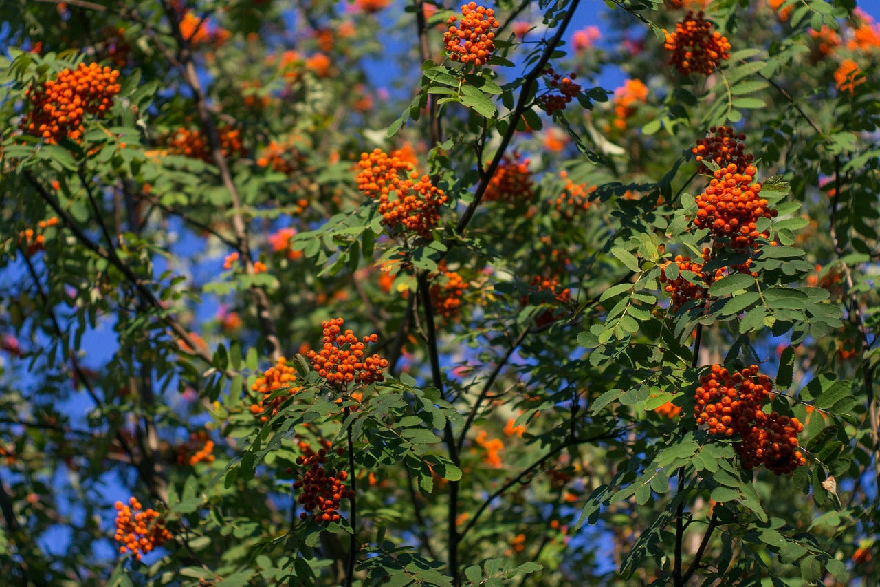 Sorbier des oiseleurs (Sorbus aucuparia)