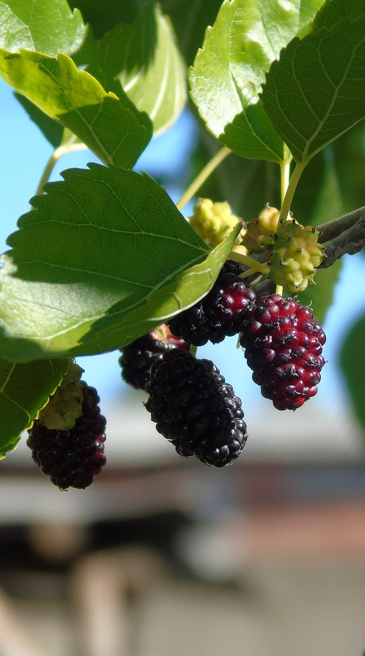 Murier nain à gros fruit