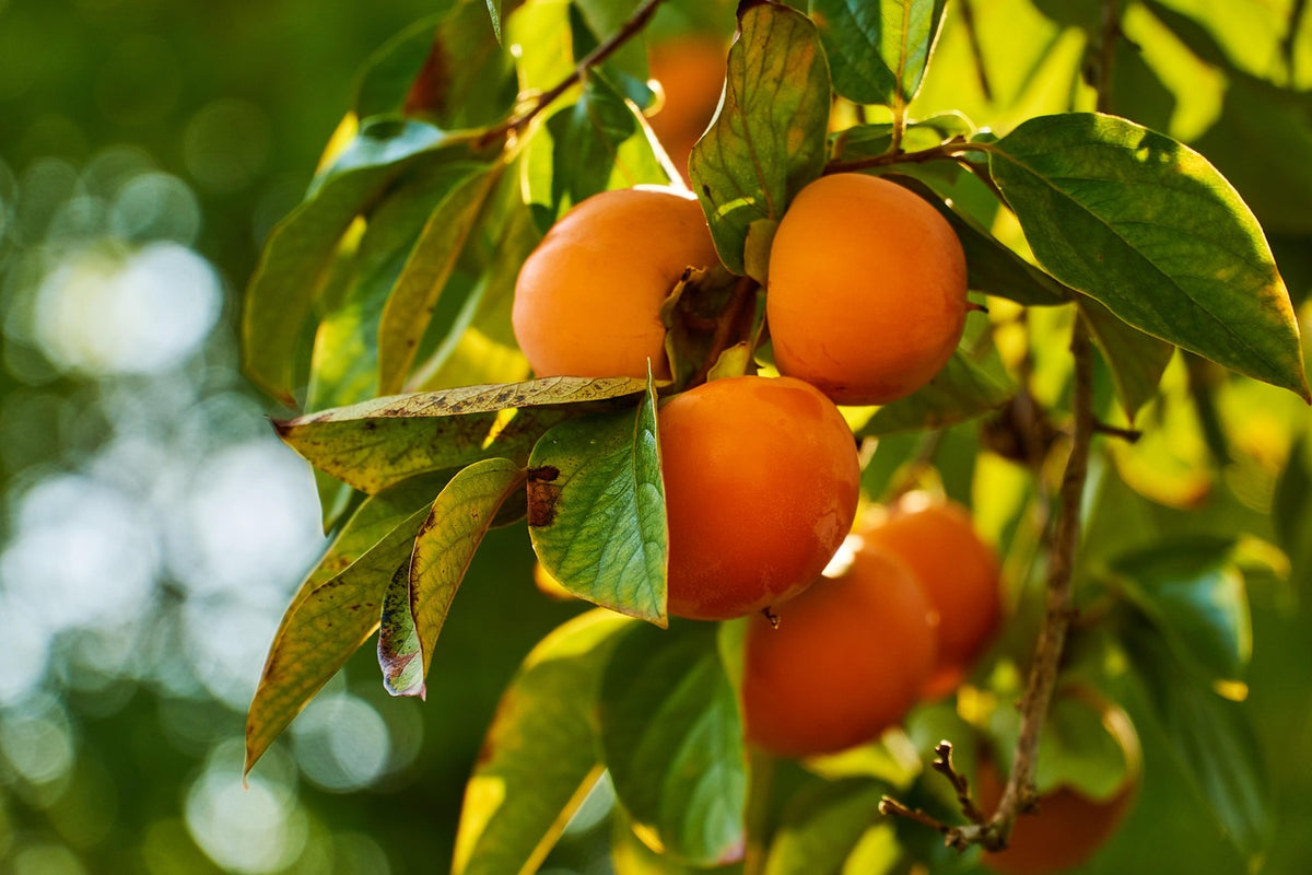 Kaki "Muscat"