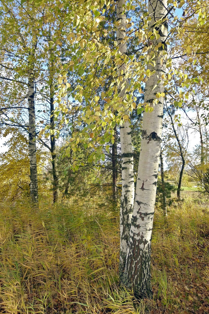Bouleau pubescent (Betula pubescens)