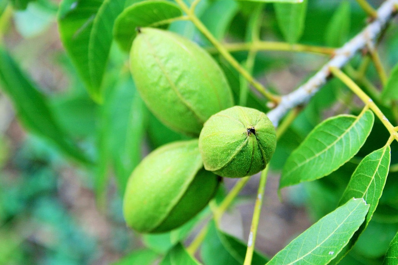 Pacanier (Carya illinoinensis) / Noix de pécan