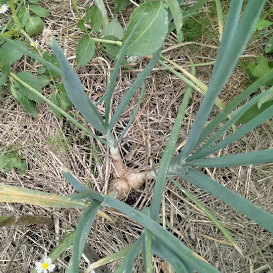 Oignon patate (Allium cepa aggregatum)