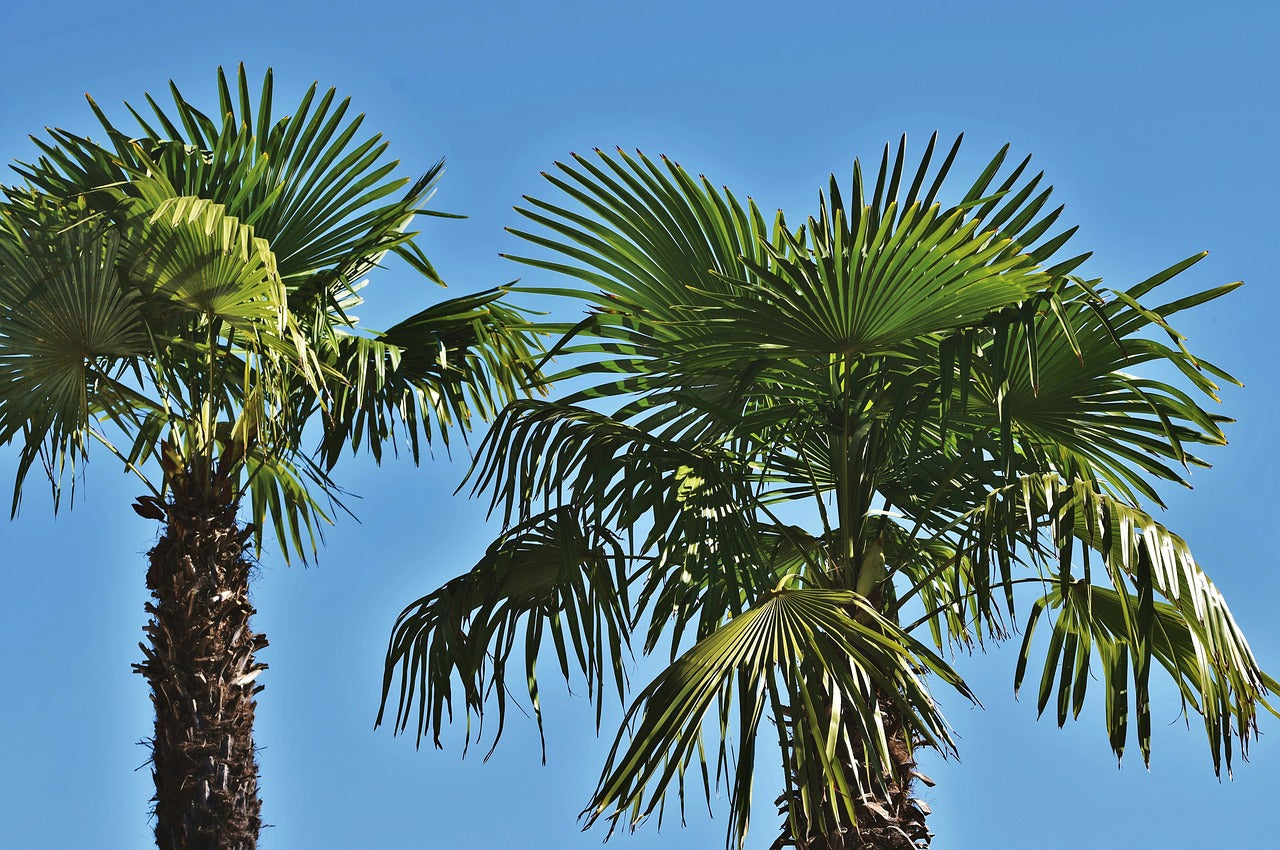 Palmier de chine rustique (trachycarpus fortunei)