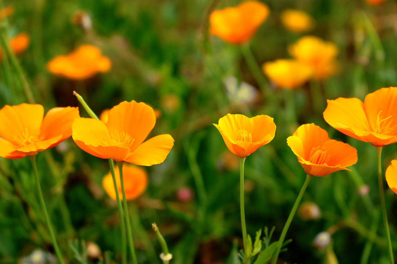 Pavot de californie (Eschscholzia californica)
