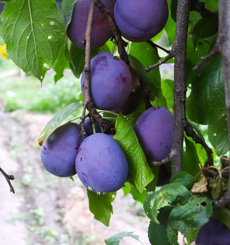 Prunier "Perdrigon" // prune de brignoles