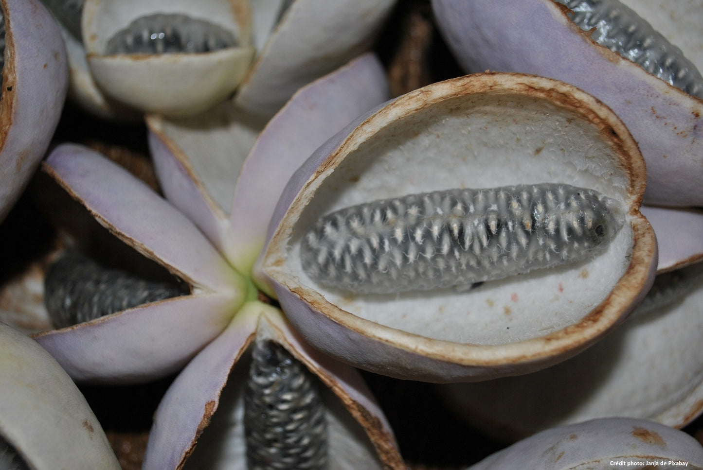 Vigne chocolat "red" (Akebia quinata)