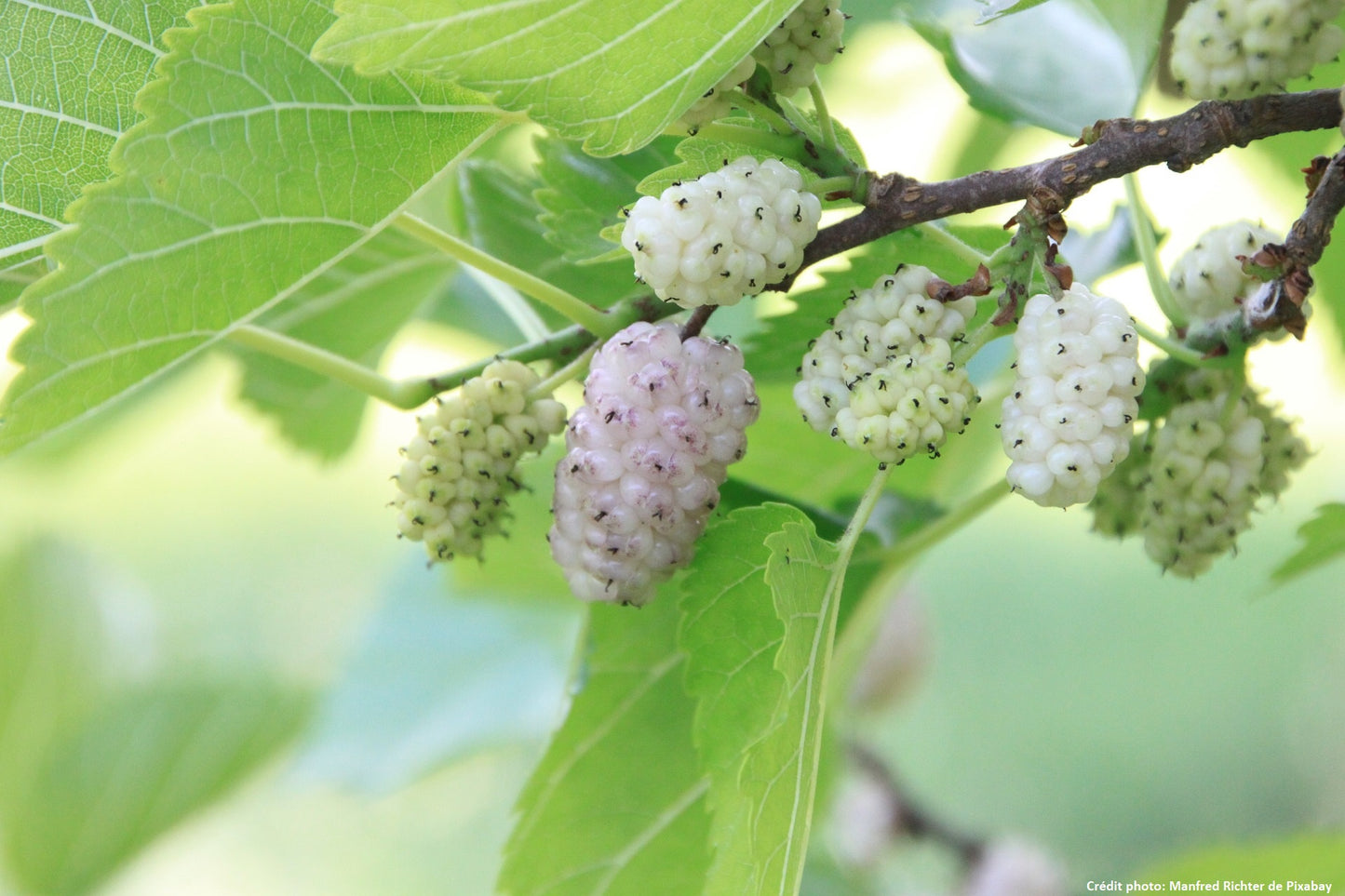 Murier blanc de semis (morus alba)