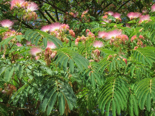Albizia / arbre à soie (Albizia julibrissin)