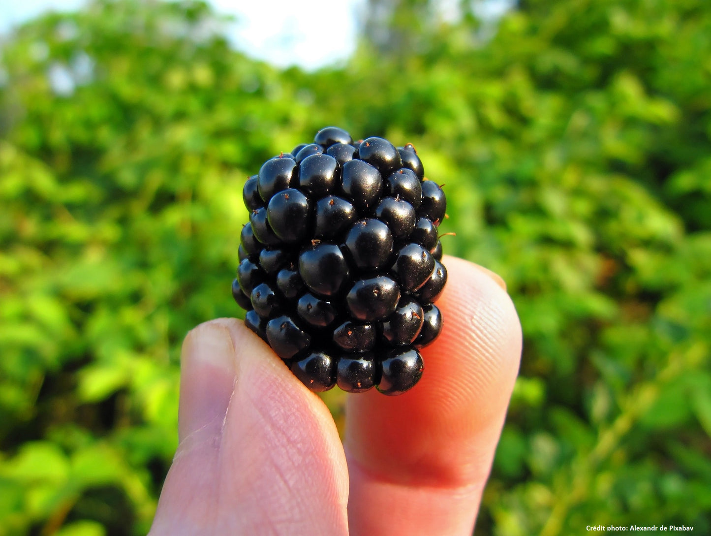 Mûre sans épine à gros fruits "smoothsem" (Rubus fruticosus)