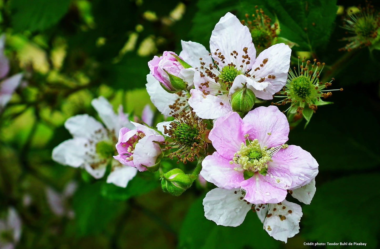 Mûre sans épine à gros fruits "smoothsem" (Rubus fruticosus)
