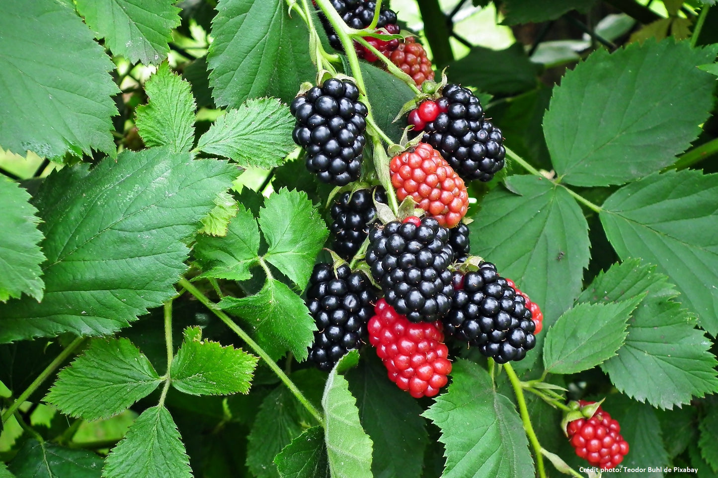 Mûre sans épine à gros fruit "Arapaho" (Rubus fruticosus)