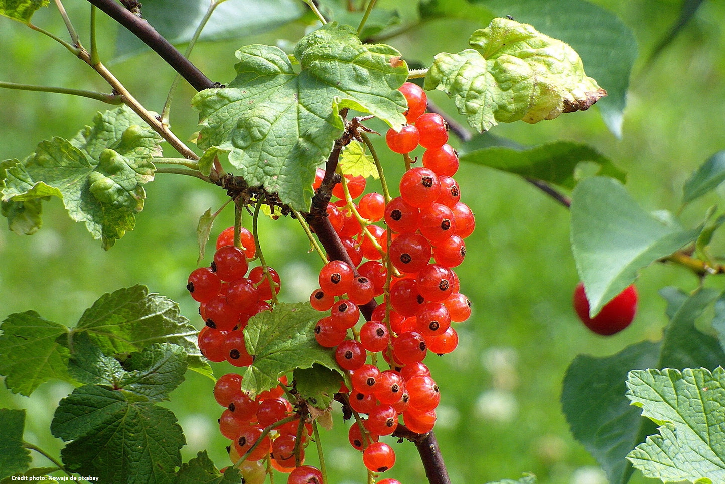 Groseille rouge "Jonkheer van tets"