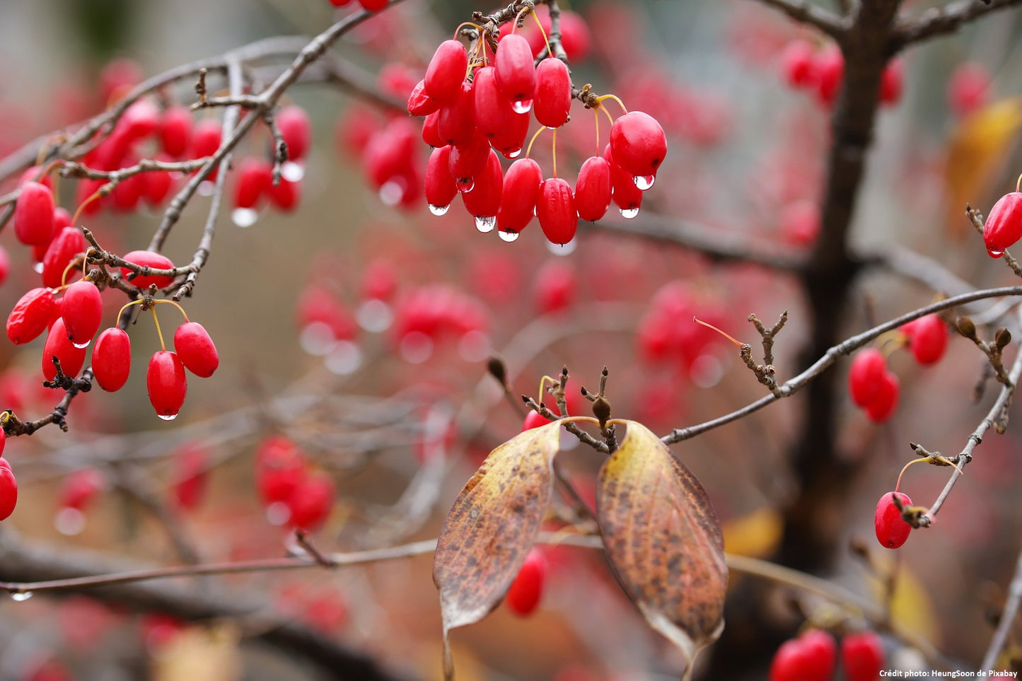 Cornouiller mäle (Cornus mas)