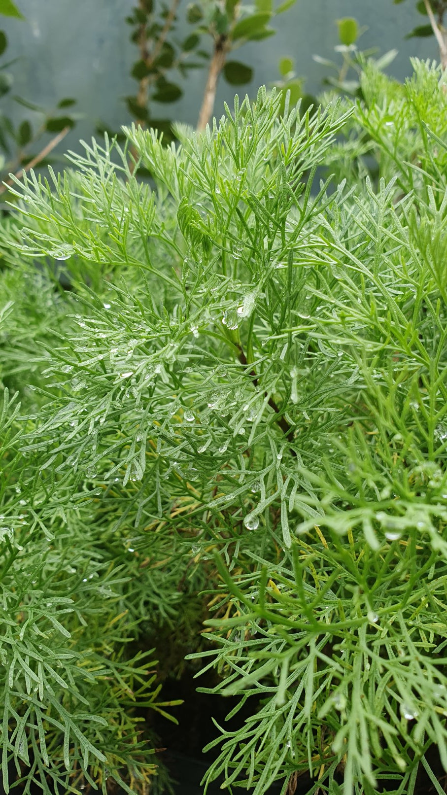 Plante à cola// Aurone // arquebuse (Artemisia abrotanum)
