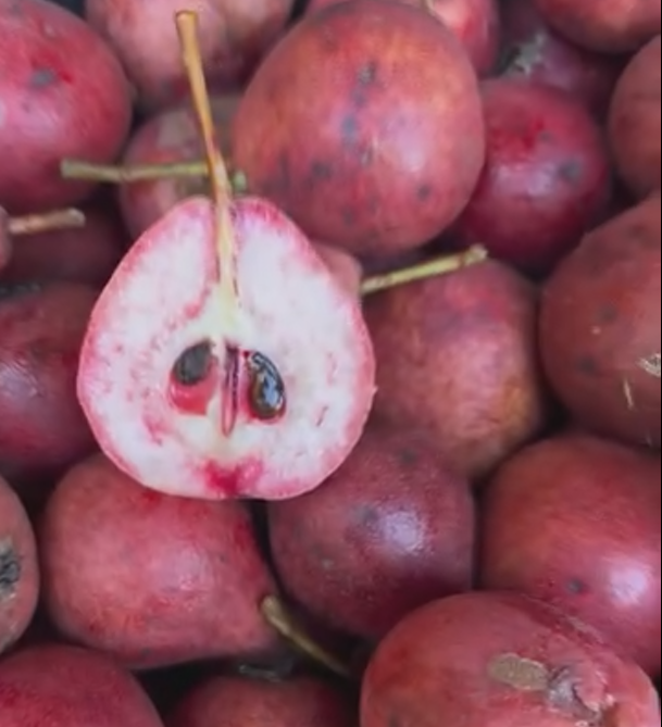 Poirier "winter blutbirne"